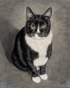 A black and white cat sitting on the ground.